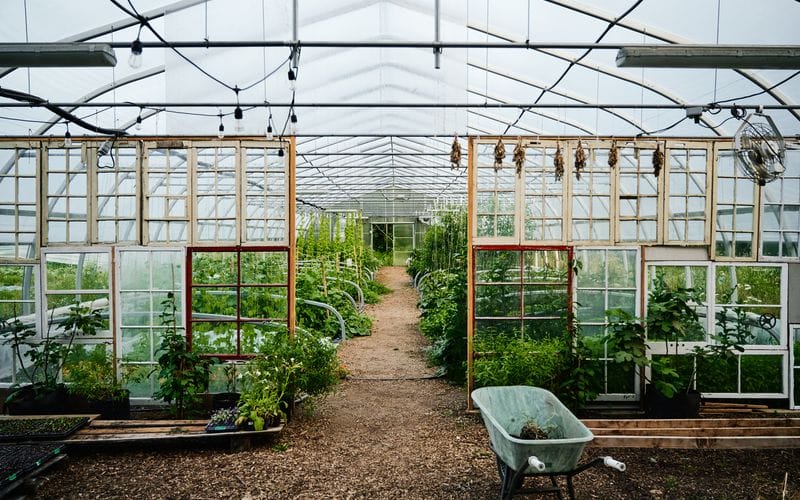 Interieur de la serre avec plants de legumes