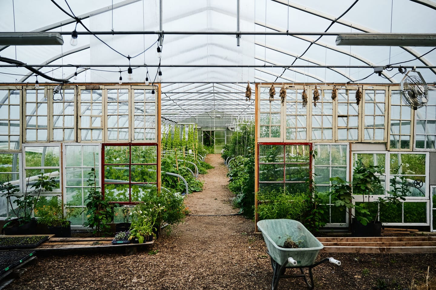 Interieur de la serre avec plants de legumes