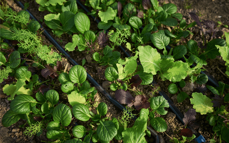 Mesclun hivernal