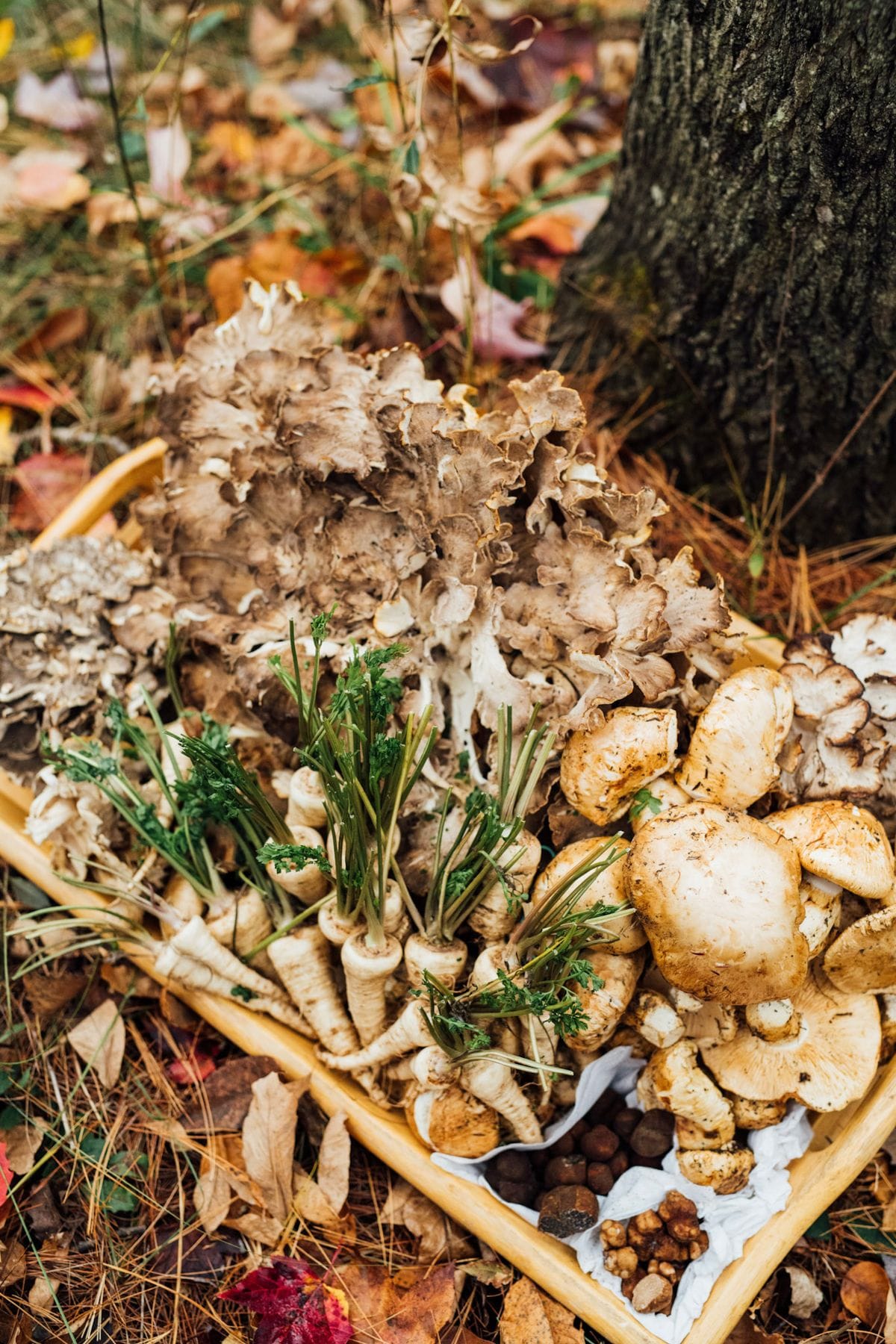 Panais champignons Le Hatley Manoir Hovey