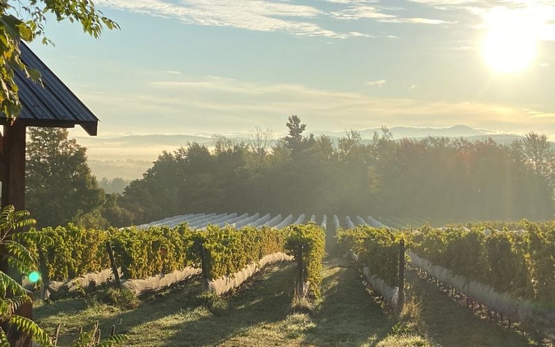 Parcelle Belvédère Domaine l'Espiègle
