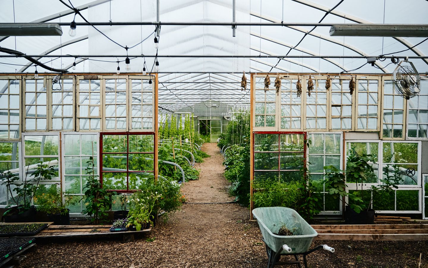 Interieur de la serre avec plants de legumes