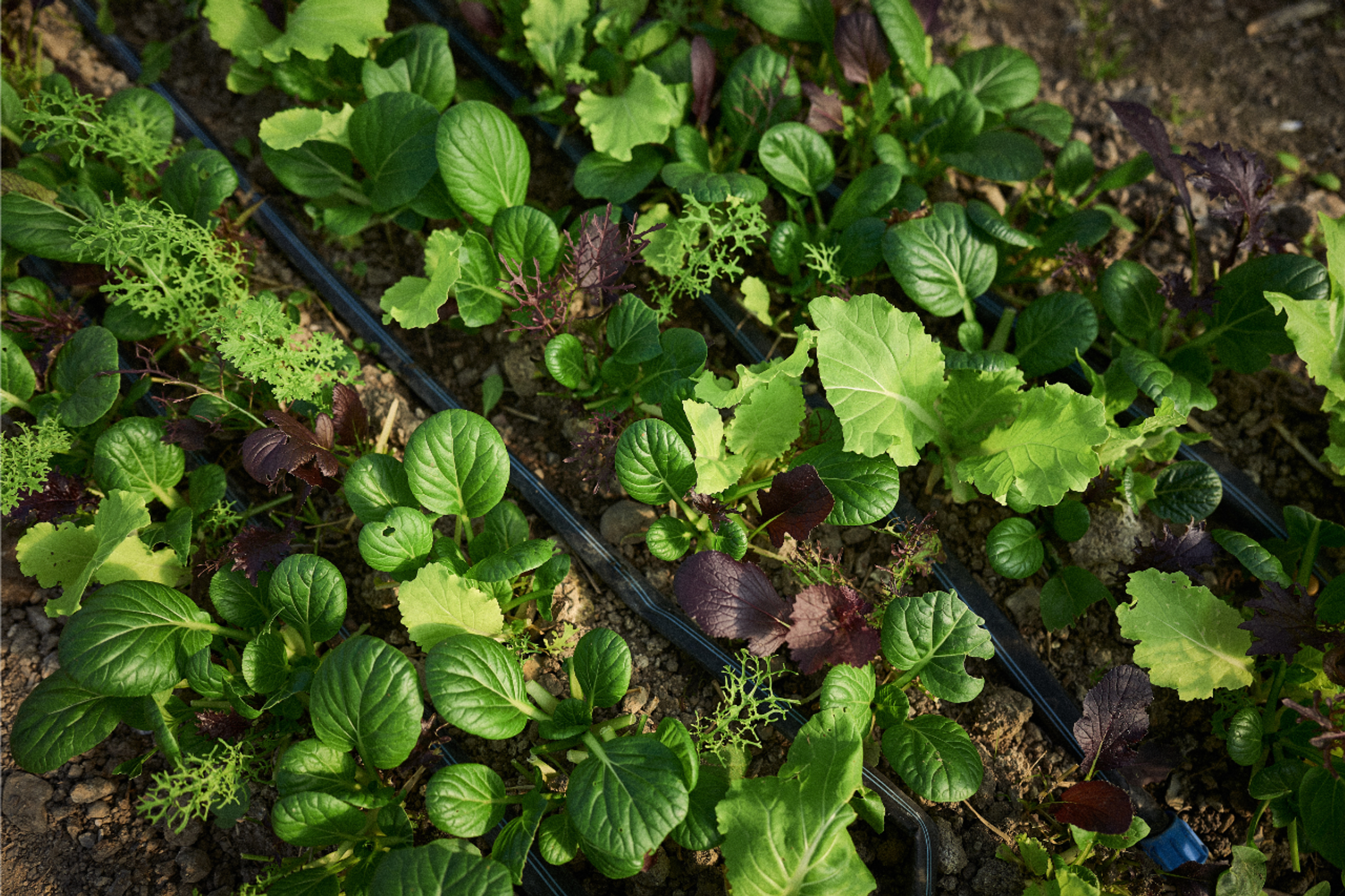 Mesclun hivernal