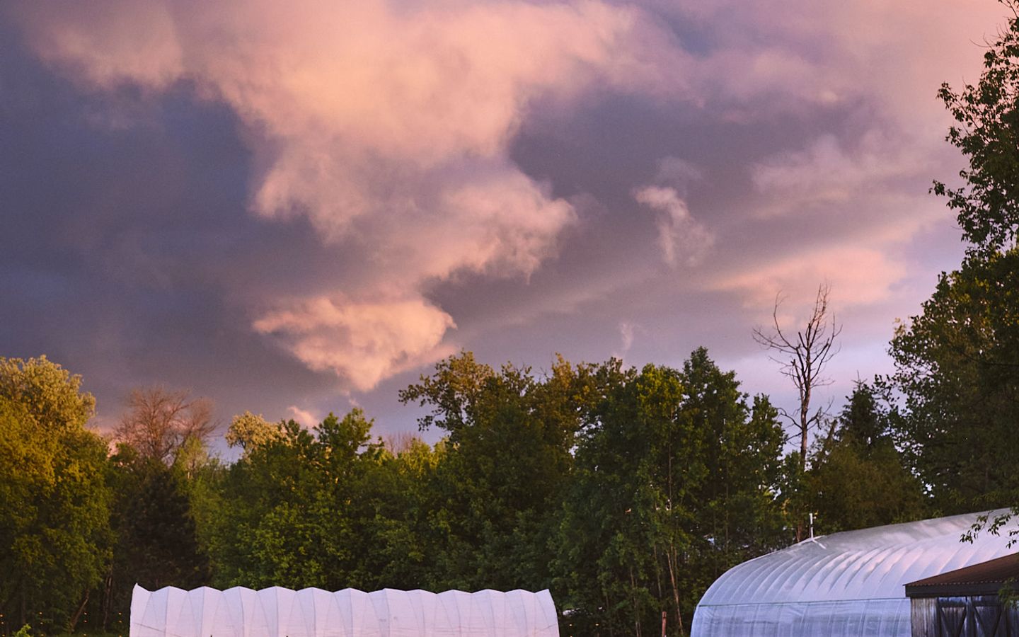 Coucher de soleil au-dessus des serres et jardins