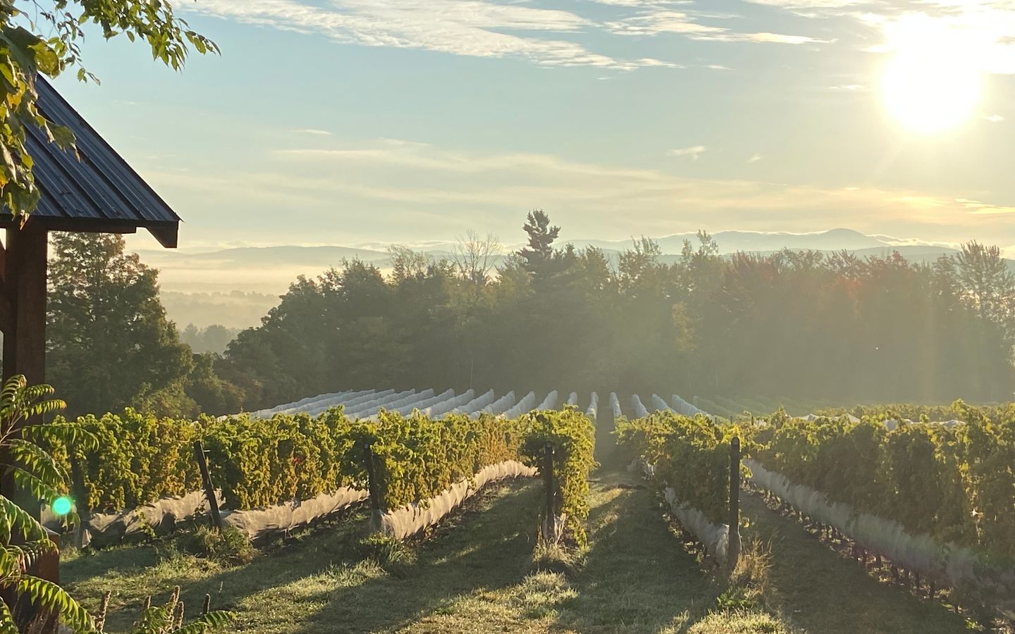 Parcelle Belvédère Domaine l'Espiègle